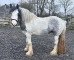 3 Year Old Filly