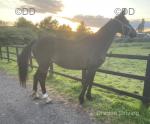 15.2hh ISH Mare