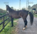 15.2hh ISH Mare