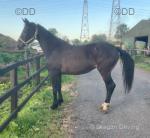 15.2hh ISH Mare