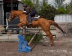 Reco, 16.1hh Riding Gelding