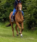 Reco, 16.1hh Riding Gelding