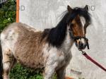 Yearling Colt