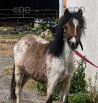 Yearling Colt