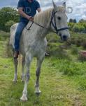 Growhowdy Patricia, 16.3hh Irish Draught Riding Mare