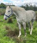 Growhowdy Patricia, 16.3hh Irish Draught Riding Mare
