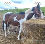 15.1hh Riding Mare