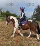 15.1hh Riding Mare