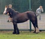 Maggie, 12.2hh Ride and Drive Mare