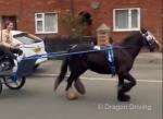 Maggie, 12.2hh Ride and Drive Mare
