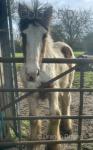 Gelding