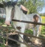 Gelding