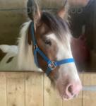Gelding