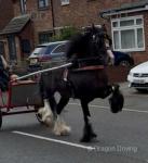 15hh Ride and Drive Stallion