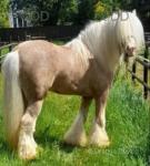Golden Boy, 14hh Ride and Drive Stallion