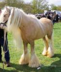 Golden Boy, 14hh Ride and Drive Stallion