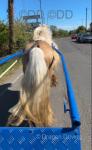 Golden Boy, 14hh Ride and Drive Stallion
