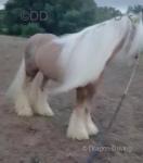 Golden Boy, 14hh Ride and Drive Stallion