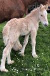 Banjo, Colt Foal