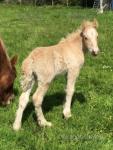 Banjo, Colt Foal