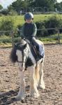 Olaf, 12.1hh Riding Gelding