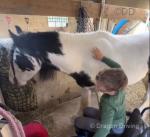 Olaf, 12.1hh Riding Gelding