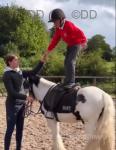 Olaf, 12.1hh Riding Gelding