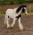 Olaf, 12.1hh Riding Gelding