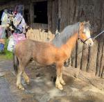 Chips, Yearling Welsh Section A Colt