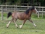 Chips, Yearling Welsh Section A Colt