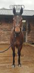 Thoroughbred Filly