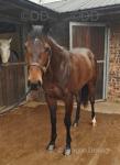 Thoroughbred Filly