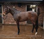 Thoroughbred Filly