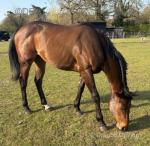Thoroughbred Filly