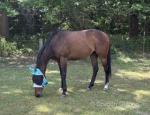 Thoroughbred Filly