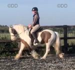 Loki, 13.1hh gelding 