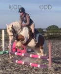 Loki, 13.1hh gelding 