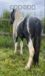 Filly