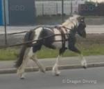 Filly