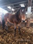 Yearling Filly