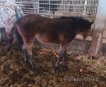 Yearling Filly