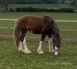 Kassius, Colt