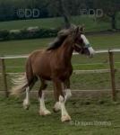 Kassius, Colt