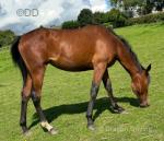 Misty, 15.2hh Standardbred Mare