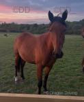 Misty, 15.2hh Standardbred Mare