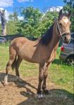 Yearling Welsh Section D Colt
