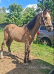 Yearling Welsh Section D Colt