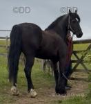 14.2hh Welsh Section D Gelding 