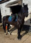 14.2hh Welsh Section D Gelding 