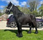 13hh Ride and Drive Mare